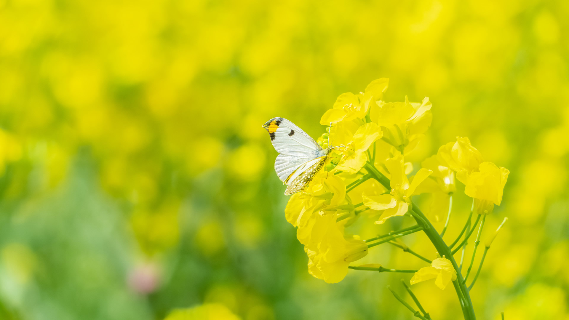 Specialist In Herbal，Health's eternal companion expert.